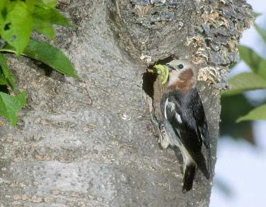 Chestnut-cheeked Starling (Agropsar philippensis) photo image