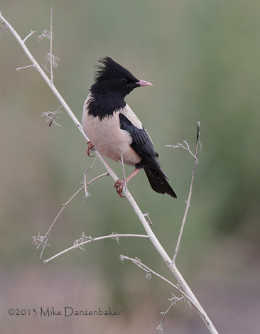 Rosy Starling (Pastor roseus) photo image