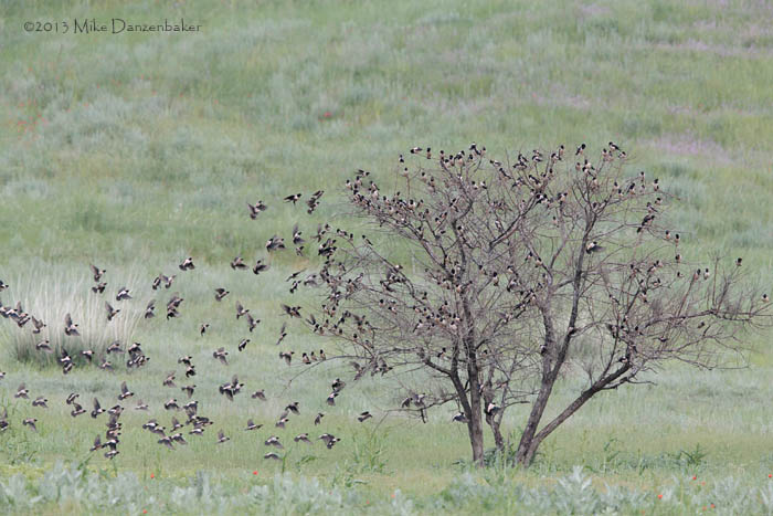 Rosy Starling (Pastor roseus) photo image