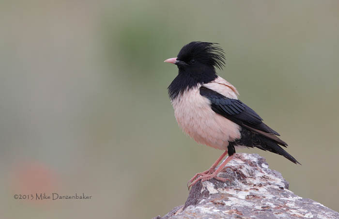 Rosy Starling (Pastor roseus) photo image