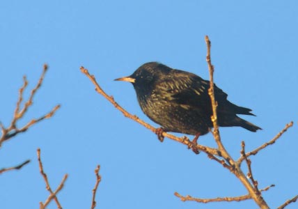 Spotless Starling (Sturnus unicolor) photo image