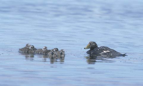 Falkland Steamer Duck (Tachyeres brachypterus) photo image