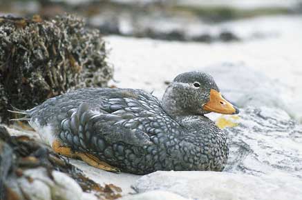 Falkland Steamer Duck (Tachyeres brachypterus) photo image