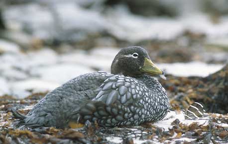 Falkland Steamer Duck (Tachyeres brachypterus) photo image