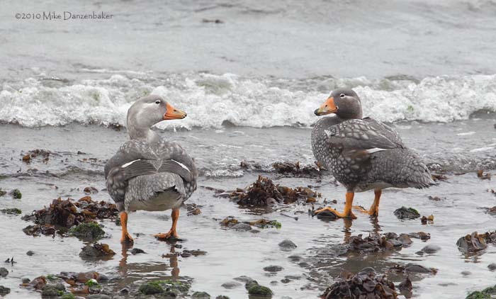 Falkland Steamer Duck (Tachyeres brachypterus) photo image