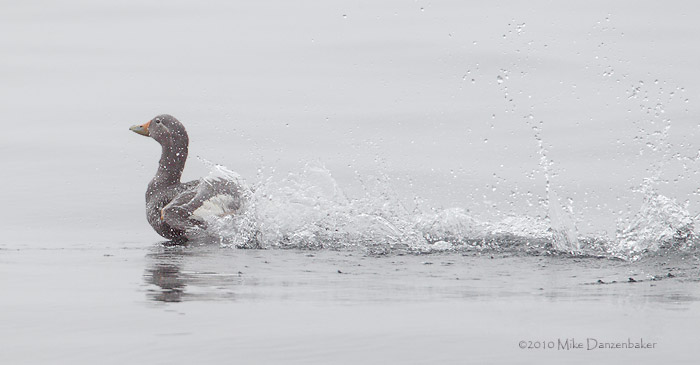 Falkland Steamer Duck (Tachyeres brachypterus) photo image