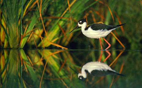 Black-necked Stilt (Himantopus mexicanus) photo image