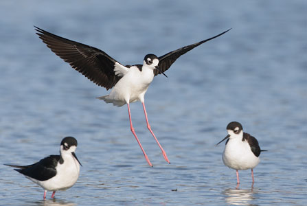 Black-necked Stilt (Himantopus mexicanus) photo image