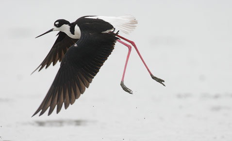 Black-necked Stilt (Himantopus mexicanus) photo image