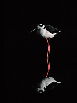 Black-necked Stilt (Himantopus mexicanus) photo image