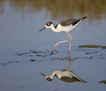 Black-necked Stilt (Himantopus mexicanus) photo image