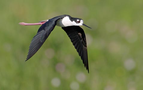 Black-necked Stilt (Himantopus mexicanus) photo image