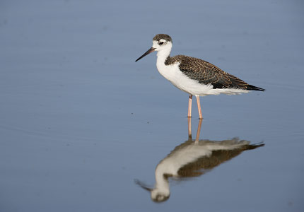 Black-necked Stilt (Himantopus mexicanus) photo image
