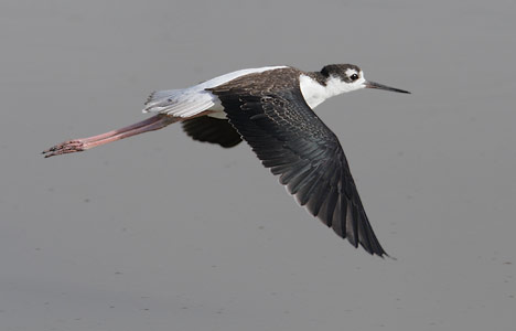 Black-necked Stilt (Himantopus mexicanus) photo image