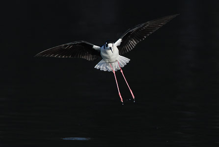 Black-necked Stilt (Himantopus mexicanus) photo