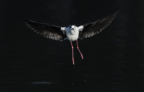 Black-necked Stilt (Himantopus mexicanus) photo