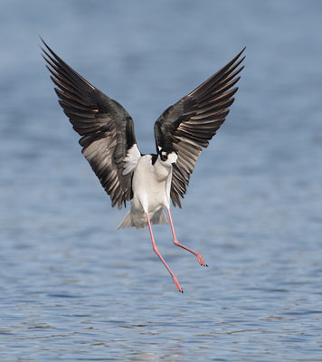 Black-necked Stilt (Himantopus mexicanus) photo image