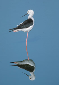 Black-winged Stilt (Himantopus himantopus) photo image