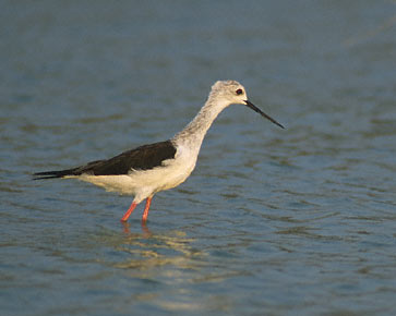 Black-winged Stilt (Himantopus himantopus) photo image