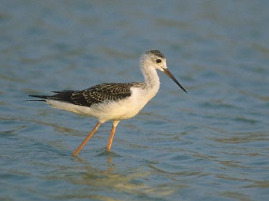 Black-winged Stilt (Himantopus himantopus) photo image