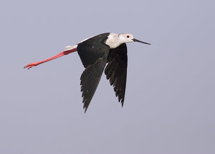Black-winged Stilt (Himantopus himantopus) photo image
