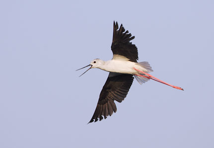 Black-winged Stilt (Himantopus himantopus) photo image