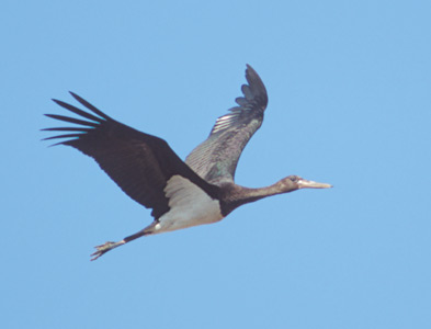 Black Stork (Ciconia nigra) photo image