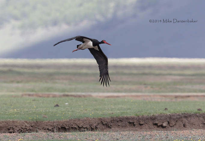 Black Stork (Ciconia nigra) photo image
