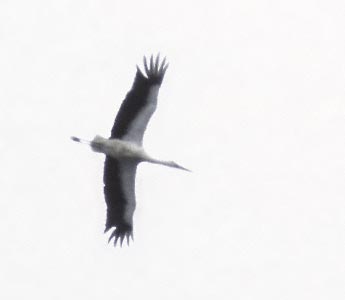 Oriental Stork (Ciconia boyciana) photo image