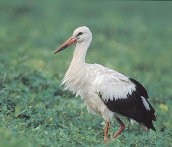 White Stork (Ciconia ciconia) photo image