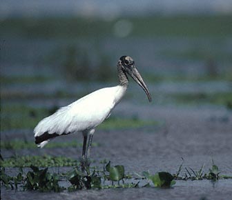 Wood Stork (Mycteria americana) photo image