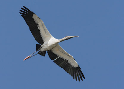 Wood Stork (Mycteria americana) photo image