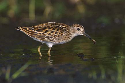 Long-toed Stint (Calidris subminuta) photo image