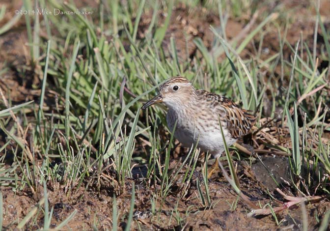 Long-toed Stint (Calidris subminuta) photo image