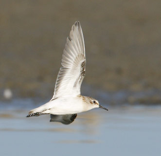 Little Stint (Calidris minuta) photo