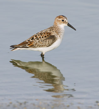 Little Stint (Calidris minuta) photo image