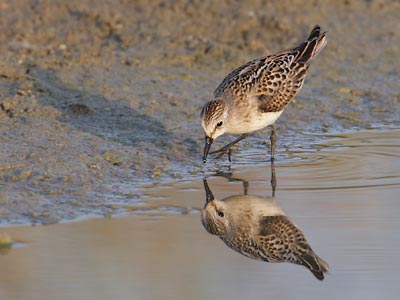 Little Stint (Calidris minuta) photo image