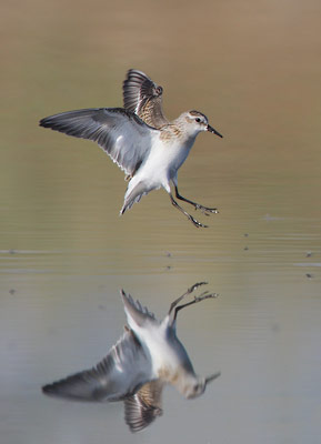 Little Stint (Calidris minuta) photo image