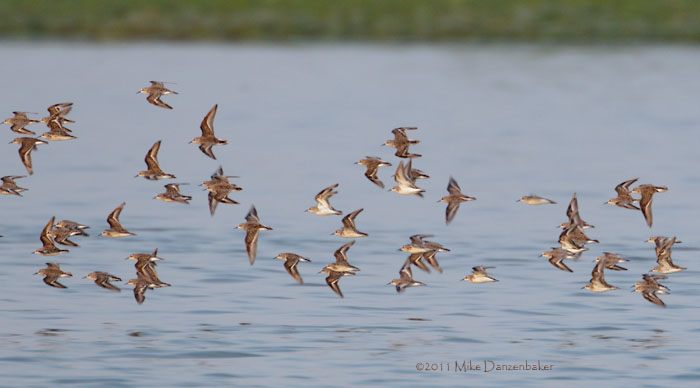 Little Stint (Calidris minuta) photo