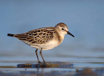 Little Stint (Calidris minuta) photo image