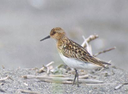 Little Stint (Calidris minuta) photo image