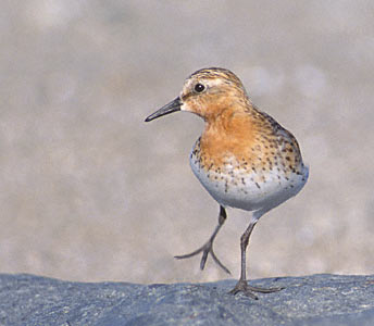 Red-necked Stint (Calidris ruficollis) photo image