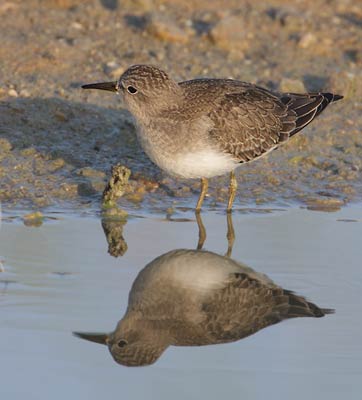 Temminck's Stint (Calidris temminckii) photo