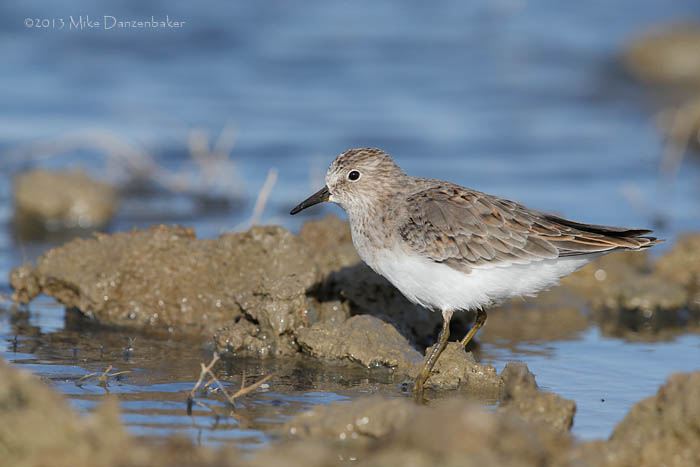 Temminck's Stint (Calidris temminckii) photo