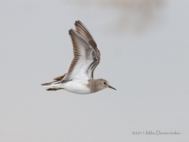 Temminck's Stint (Calidris temminckii) photo