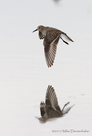 Temminck's Stint (Calidris temminckii) photo