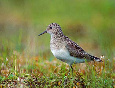 Temminck's Stint (Calidris temminckii) photo image