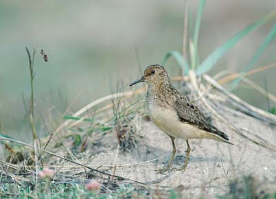 Temminck's Stint (Calidris temminckii) photo image