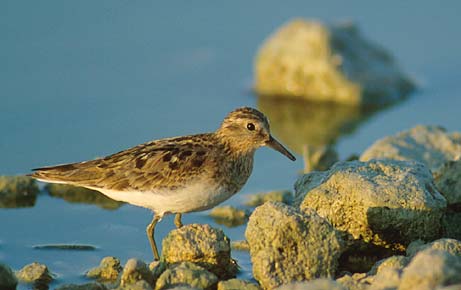 Temminck's Stint (Calidris temminckii) photo image