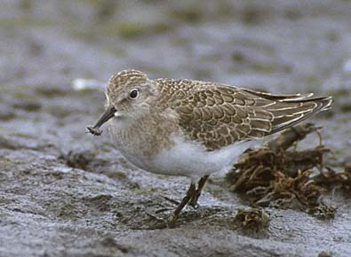 Temminck's Stint (Calidris temminckii) photo image